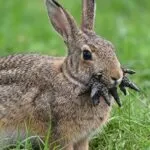 Frankenstein Rabbits