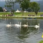 White Swans Chiang Mai