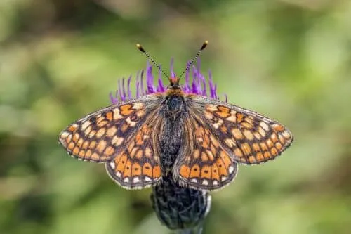 Close-up of a Marsh Fritillary butterfly showing its orange and brown patterned wings