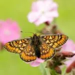 Marsh Fritillary Butterfly How Northern Ireland Helped A Rare Species Bounce Back