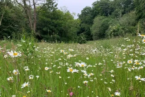 Wide view of a grassy, flower-rich meadow in Northern Ireland that supports Marsh Fritillary butterflies