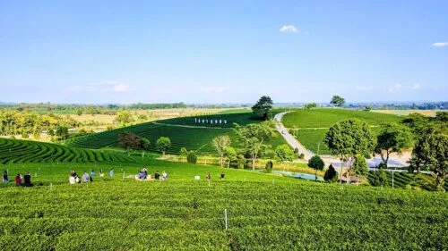 Green tea fields at Choui Fong tea plantation near Chiang Rai on a cloudy day