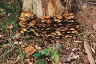 The Fascinating World of Mycology
